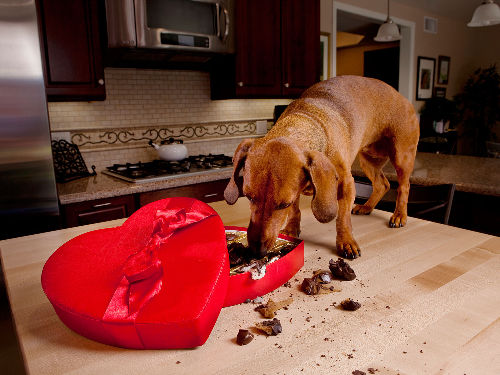 Why can't my dog have chocolate? - 4 Paws Vet